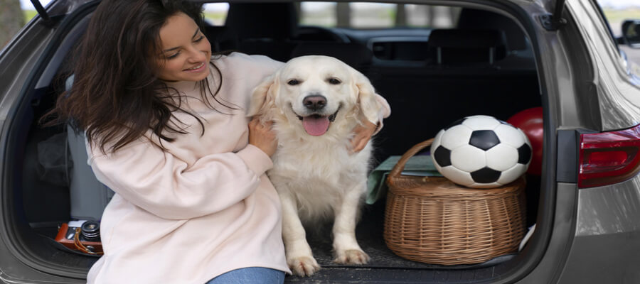 Dog Safety in the Car Best Practices for Travel